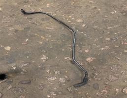 шланг для Audi A6 (C6 4F) 2008-2011 рестайлинг  запчасти бу