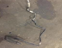 Шланг гидроусилителя для Audi Q7 (4L)  2005 - 2009  запчасти бу