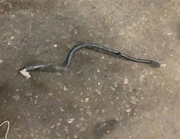 провод АКБ аккумулятора для Audi Q7 (4L)  2005 - 2009  запчасти бу